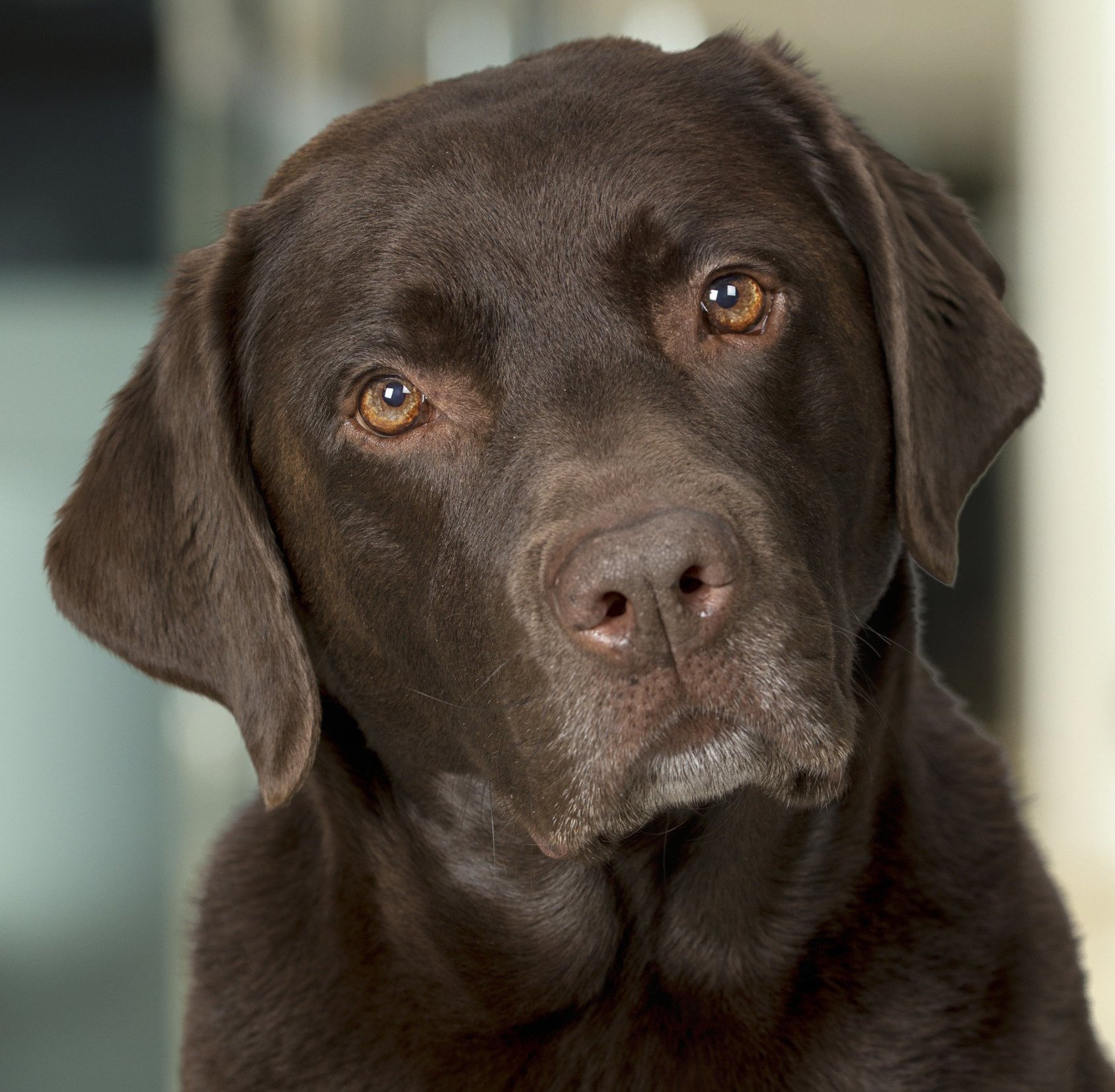 Portrait Hund mit dunkelbraunem Fell